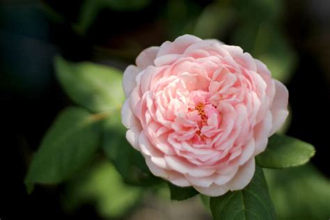 tudor rose rochester photos|tudor roses for garden.